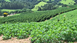 Fazenda / Sítio / Chácara à venda, 455000m² no Zona Rural, Turvolândia - Foto 15