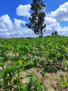 Fazenda / Sítio / Chácara com 3 Quartos à venda, 14400m² no Zona Rural, Monte Alegre - Foto 15