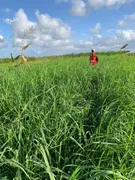 Fazenda / Sítio / Chácara com 3 Quartos à venda, 30000m² no Centro, Ceará Mirim - Foto 8