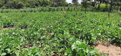 Fazenda / Sítio / Chácara com 3 Quartos à venda, 4500m² no Area Rural do Paranoa, Brasília - Foto 32