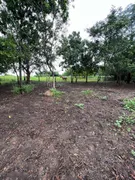 Fazenda / Sítio / Chácara com 5 Quartos à venda, 100m² no Zona Rural, Nossa Senhora do Livramento - Foto 5