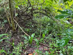 Fazenda / Sítio / Chácara com 5 Quartos à venda, 100m² no Zona Rural, Nossa Senhora do Livramento - Foto 8