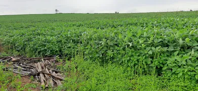 Fazenda / Sítio / Chácara à venda, 115000m² no Paranoá, Brasília - Foto 18