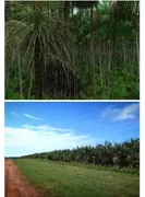 Fazenda / Sítio / Chácara com 1 Quarto à venda, 20000000m² no Capuava, Redenção - Foto 3