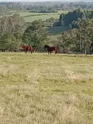 Fazenda / Sítio / Chácara com 4 Quartos à venda, 45000m² no Zona Rural, Pelotas - Foto 15