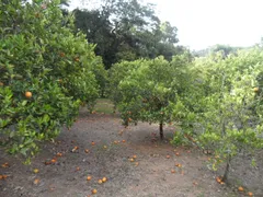 Fazenda / Sítio / Chácara com 5 Quartos à venda, 36400m² no Pavão-Canguera, São Roque - Foto 13