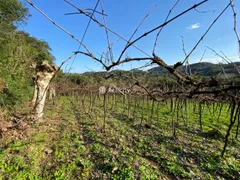 Terreno / Lote / Condomínio à venda, 20000m² no Vale dos Vinhedos, Bento Gonçalves - Foto 3