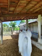 Fazenda / Sítio / Chácara com 3 Quartos à venda, 14400m² no Zona Rural, Monte Alegre - Foto 10