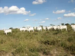 Fazenda / Sítio / Chácara com 2 Quartos à venda, 1000m² no Zona Rural, Brasilândia de Minas - Foto 6