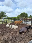 Fazenda / Sítio / Chácara com 3 Quartos à venda, 10000m² no Zona Rural, Monte Alegre - Foto 14