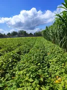 Fazenda / Sítio / Chácara com 3 Quartos à venda, 14400m² no Zona Rural, Monte Alegre - Foto 19