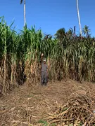 Fazenda / Sítio / Chácara com 3 Quartos à venda, 30000m² no Centro, Ceará Mirim - Foto 19