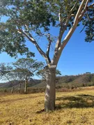Fazenda / Sítio / Chácara à venda, 100m² no Centro, Araguari - Foto 10