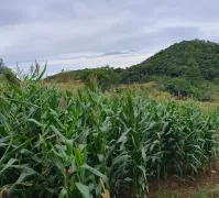 Fazenda / Sítio / Chácara com 5 Quartos à venda, 130000m² no Santa Lúcia do Piaí, Caxias do Sul - Foto 33