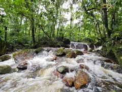 Fazenda / Sítio / Chácara com 2 Quartos à venda, 6493m² no Rio Sagrado, Morretes - Foto 8