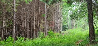 Fazenda / Sítio / Chácara à venda, 426000m² no Mato Queimado, Gramado - Foto 6