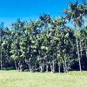 Fazenda / Sítio / Chácara com 3 Quartos à venda, 140m² no Zona Rural, Juquiá - Foto 8