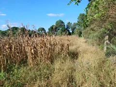 Fazenda / Sítio / Chácara com 1 Quarto à venda, 6650m² no Colônia Malhada, São José dos Pinhais - Foto 15