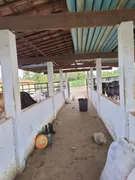 Fazenda / Sítio / Chácara com 3 Quartos à venda, 10000m² no Zona Rural, Monte Alegre - Foto 5