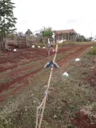 Fazenda / Sítio / Chácara com 2 Quartos à venda, 170m² no Zona Rural, Jataizinho - Foto 6