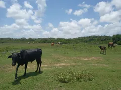 Fazenda / Sítio / Chácara com 3 Quartos à venda, 160000m² no Centro, Ceará Mirim - Foto 7