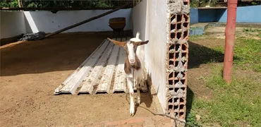 Fazenda / Sítio / Chácara com 4 Quartos à venda, 350m² no Serra da Cantareira, Mairiporã - Foto 20