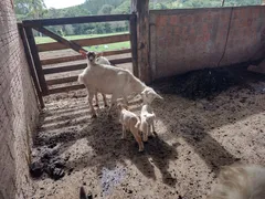 Fazenda / Sítio / Chácara com 2 Quartos à venda, 50m² no Zona Rural, Guareí - Foto 38