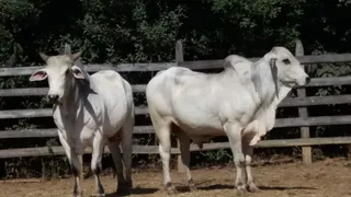 Fazenda / Sítio / Chácara com 2 Quartos à venda, 75m² no Zona Rural, Lambari - Foto 7