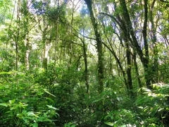 Fazenda / Sítio / Chácara à venda, 48500m² no Vila Germania, Nova Petrópolis - Foto 4