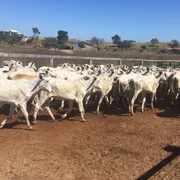 Fazenda / Sítio / Chácara com 6 Quartos à venda no , Goiatins - Foto 2