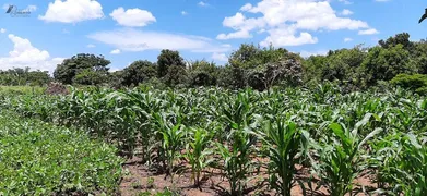 Fazenda / Sítio / Chácara com 3 Quartos à venda, 4500m² no Area Rural do Paranoa, Brasília - Foto 23