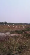 Fazenda / Sítio / Chácara à venda no Zona Rural, Poconé - Foto 29