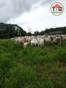 Fazenda / Sítio / Chácara à venda, 13310000m² no Zona Rural, Jacundá - Foto 14