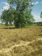 Fazenda / Sítio / Chácara à venda, 1800m² no Zona Rural, Couto de Magalhães - Foto 7