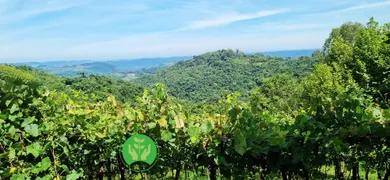 Fazenda / Sítio / Chácara à venda, 68000m² no Centro, Monte Belo do Sul - Foto 6