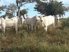 Fazenda / Sítio / Chácara com 4 Quartos à venda, 212m² no Centro, Formoso - Foto 9