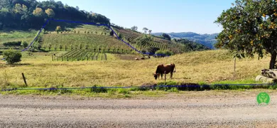 Fazenda / Sítio / Chácara à venda, 35000m² no Zona Rural, Santa Tereza - Foto 11