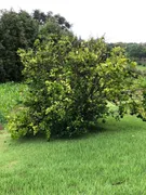 Fazenda / Sítio / Chácara com 5 Quartos à venda, 350m² no Zona Rural, Aracoiaba da Serra - Foto 11