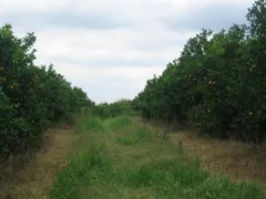 Fazenda / Sítio / Chácara com 4 Quartos à venda, 5000m² no Zona Rural, Serra Negra - Foto 4