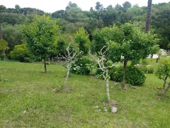 Fazenda / Sítio / Chácara com 4 Quartos à venda, 31000m² no Vila Seca, Caxias do Sul - Foto 4