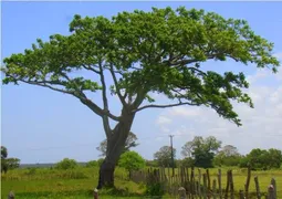 Fazenda / Sítio / Chácara com 1 Quarto à venda, 21m² no Centro, Conde - Foto 3