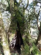 Fazenda / Sítio / Chácara à venda, 30000m² no Zona Rural, Urubici - Foto 4