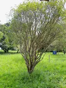 Fazenda / Sítio / Chácara com 4 Quartos à venda, 500m² no Parque Estrela Dalva II, Luziânia - Foto 35