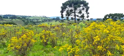 Fazenda / Sítio / Chácara à venda, 150000m² no Centro, São Joaquim - Foto 40