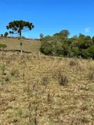 Fazenda / Sítio / Chácara com 1 Quarto à venda, 20000m² no Vila Seca, Caxias do Sul - Foto 26