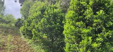 Fazenda / Sítio / Chácara com 3 Quartos à venda, 17000m² no Campestre dos Paulas, Mandirituba - Foto 7