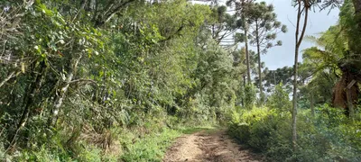 Fazenda / Sítio / Chácara com 1 Quarto à venda, 20253m² no , Bocaiúva do Sul - Foto 4