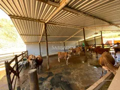 Fazenda / Sítio / Chácara com 4 Quartos à venda, 900m² no Secretário, Petrópolis - Foto 31