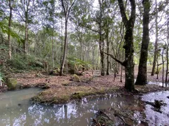 Fazenda / Sítio / Chácara com 1 Quarto à venda, 100m² no Ratones, Florianópolis - Foto 17