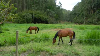 Terreno / Lote / Condomínio à venda, 123024m² no , Mendes - Foto 1